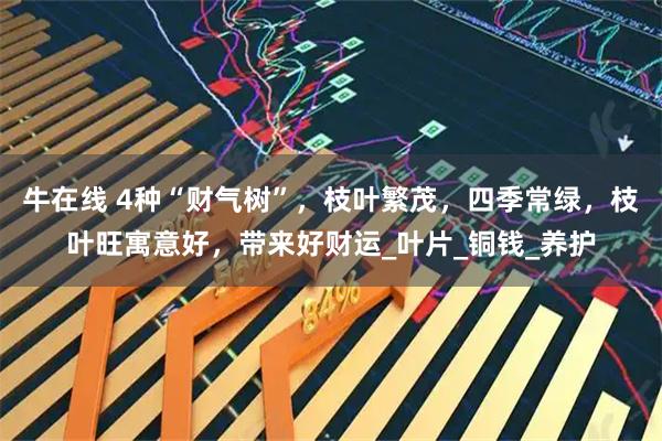 牛在线 4种“财气树”，枝叶繁茂，四季常绿，枝叶旺寓意好，带来好财运_叶片_铜钱_养护