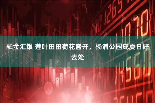 融金汇银 莲叶田田荷花盛开，杨浦公园成夏日好去处